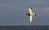 Grsand - Mallard  (Anas platyrhynchos)