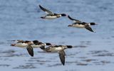Smskrake - Red-breasted merganser (Mergus serrator)