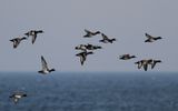 Vigg - Tufted Duck  (Aythya fuligula)