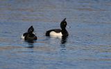 Vigg - Tufted Duck  (Aythya fuligula)