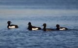 Vigg - Tufted Duck  (Aythya fuligula)