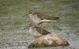 Grnbena - Wood Sandpiper  (Tringa glareola)