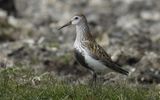 Krrsnppa - Dunlin  (Calidris alpina)