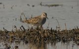 Vitgumpsnppa - White-rumped Sandpiper  (Calidris fuscicollis)