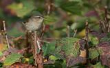 Brunsngare - Dusky warbler  (Phylloscopus fuscatus)
