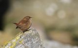 Grdsmyg - Wren  (Troglodytes troglodytes)