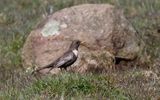 Ringtrast - Ring Ouzel (Turdus torquatus)