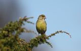 Grnfink - Greenfinch (Chloris chloris)