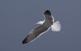 Lesser Black-backed Gull Larus fuscus sp