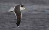 Lesser Black-backed Gull Larus fuscus sp