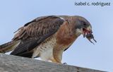 Red Tailed Hawk Bites