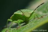 AKA Stink Bug