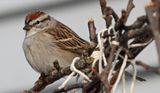 Chipping Sparrow (<i>Spizella passerina</i>)