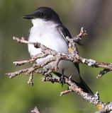 Eastern Kingbird (<i>Tyrannus tyrannus</i>)
