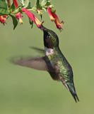 Ruby-throated Hummingbird (<i>Archilochus colubris</i>)