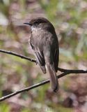 Eastern Phoebe (<i>Sayornis phoebe</i>)