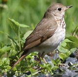 Hermit Thrush (<i>Catharus guttatus</i>)