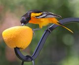 Male Baltimore Oriole (<i>Icterus galbula</i>)