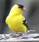 American Goldfinch (<i>Spinus tristis</i>)