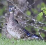 Female Wood Duck(<i> Aix sponsa</i>)