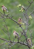 Cedar Waxwings (<i>Bombycilla cedrorum</i>)