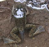 Green Frog (<i>Lithobates clamitans</i>)