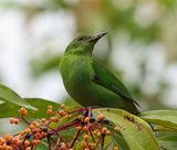  Green Honeycreeper (<i>Chlorophanes spiza</i>)