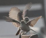 Drab Water Tyrant (<i>Ochthornis littoralis</i>)