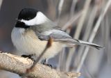 Chickadee