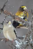 Evening Grosbeaks