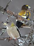 Evening Grosbeaks
