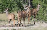 Southern Greater Kudu