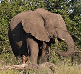  African Savanna Elephant