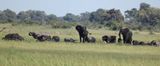  African Savanna Elephant