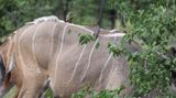  Red-billed Oxpecker on Southern Greater Kudu