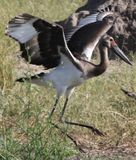  Saddle-billed Stork