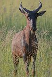 Tsessebe
