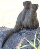  Lost Banded Mongoose Adolescents