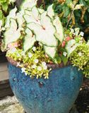 Blue planter with begonias.