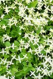 Clematis bush, detail.