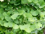 Gingko leaves.