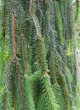 Weeping Serbian Spruce.