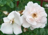 White roses.