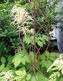 Astilbe on support.