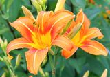 Orange lily.