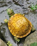Turtle sculpture.