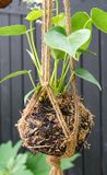 Hanging plant ball.