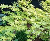Japanese maple.