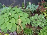 Various Hosta.