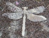 Dragon fly garden step.